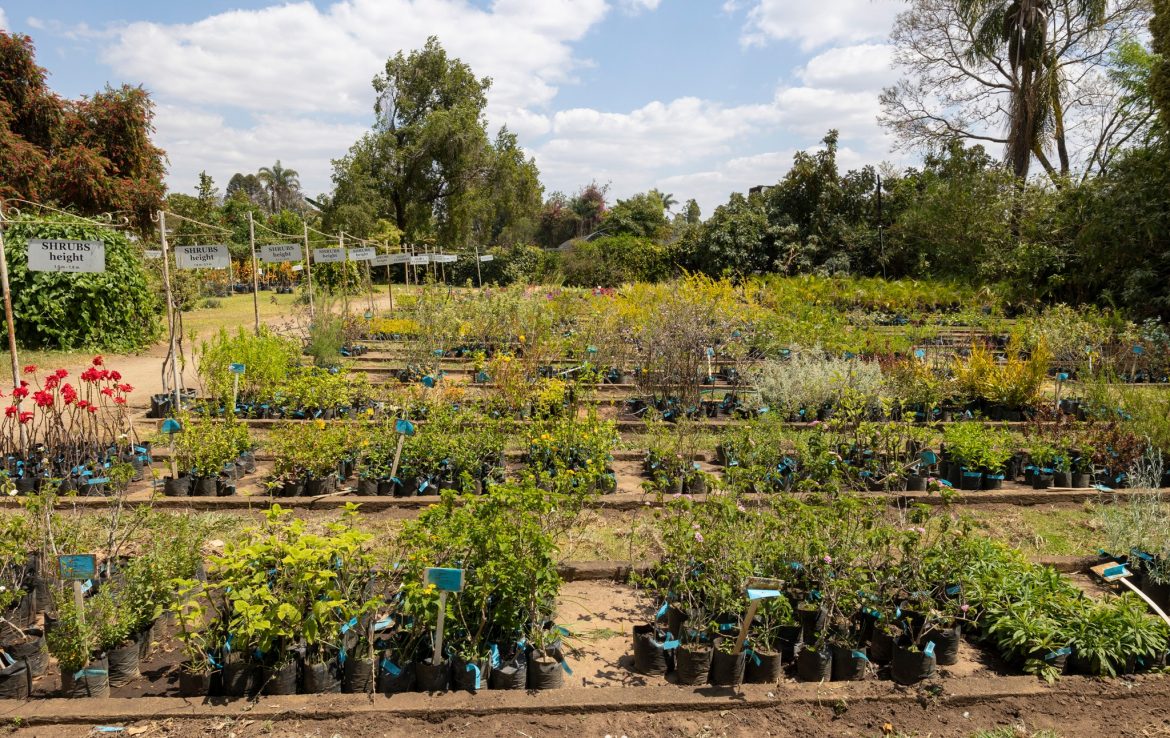 In Mount Pleasant house for sale ShonaHome